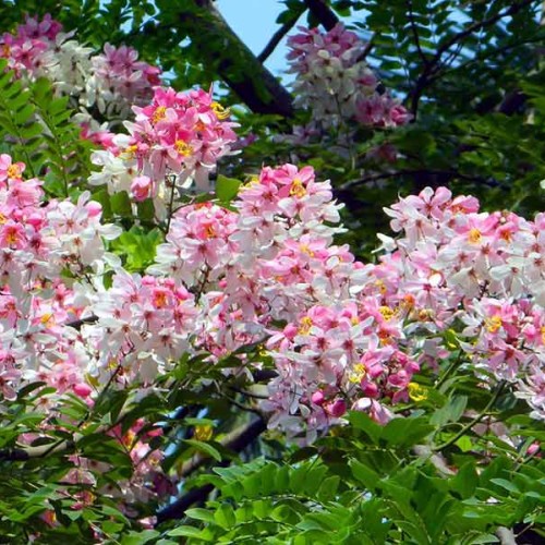 CASSIA javanica - Apple Blossom Tree