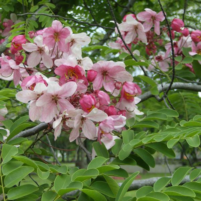 CASSIA javanica - Apple Blossom Tree | 