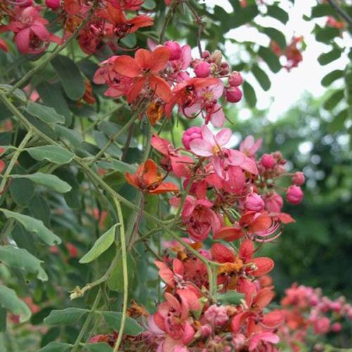 CASSIA marginata - Red Shower Tree