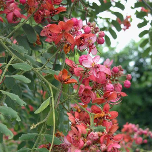 CASSIA marginata Red Shower Tree