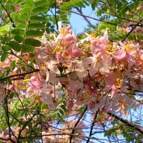CASSIA renigera - Burmese Pink Cassia