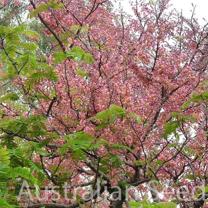 CASSIA grandis - Pink Shower Tree | Australian Seed