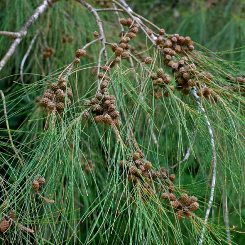 CASUARINA equisetifolia