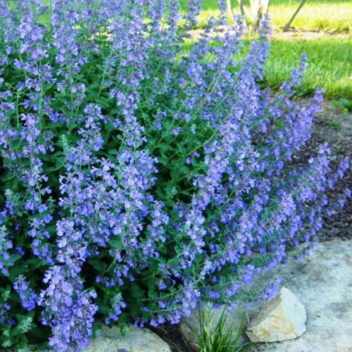 CATMINT