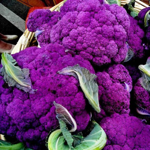 CAULIFLOWER Purple Sicily