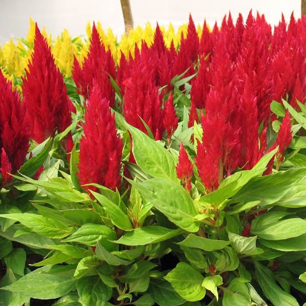 CELOSIA Flame Out Mix