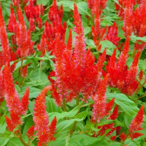 Celosia Forest Fire