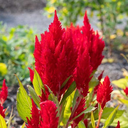 CELOSIA plumosa - Scarlet Plume