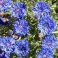 CENTAUREA cyanus - Cornflower Dwarf Blue