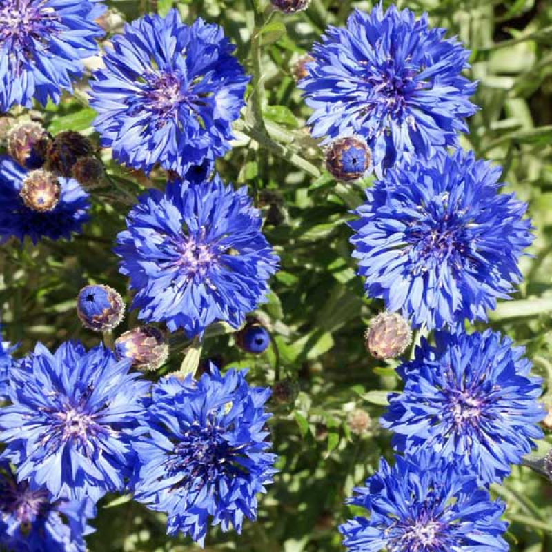 CENTAUREA cyanus - Cornflower Dwarf Blue | 