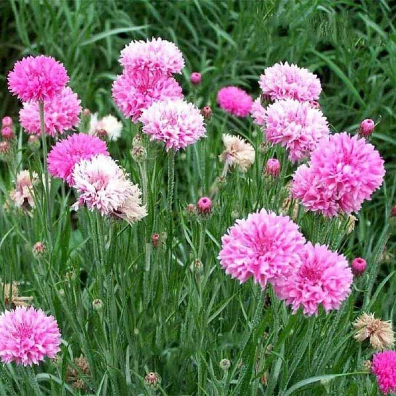 CENTAUREA cyanus - Cornflower Pink Ball | 