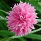 CENTAUREA cyanus - Cornflower Tall Pink