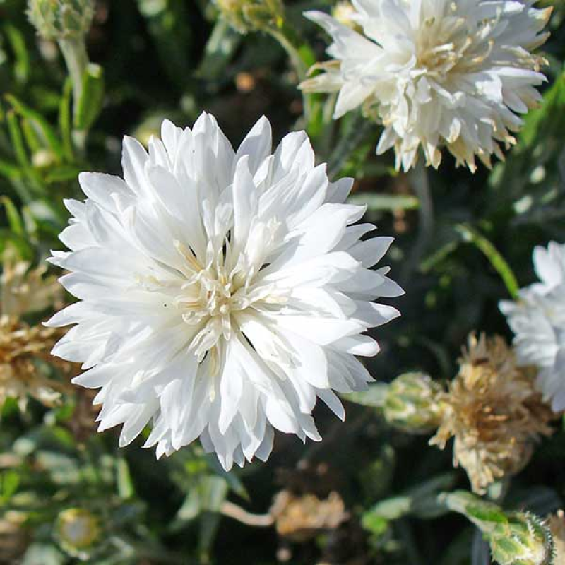 CENTAUREA cyanus - Cornflower Tall White | 