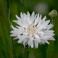 CENTAUREA cyanus - Cornflower Tall White