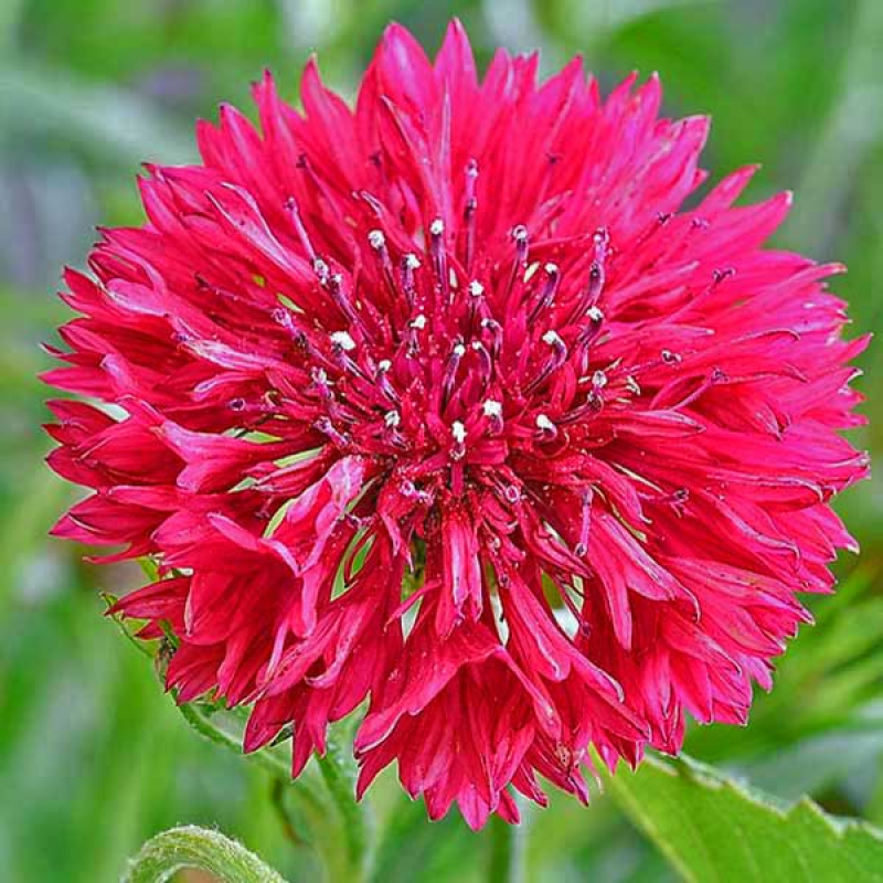 CENTAUREA cyanus - Cornflower Tall Red | *Image by Terry Lucas Creative Commons Attribution 3.0 (Resized)