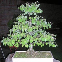 CERCIDIPHYLLUM japonicum bonsai