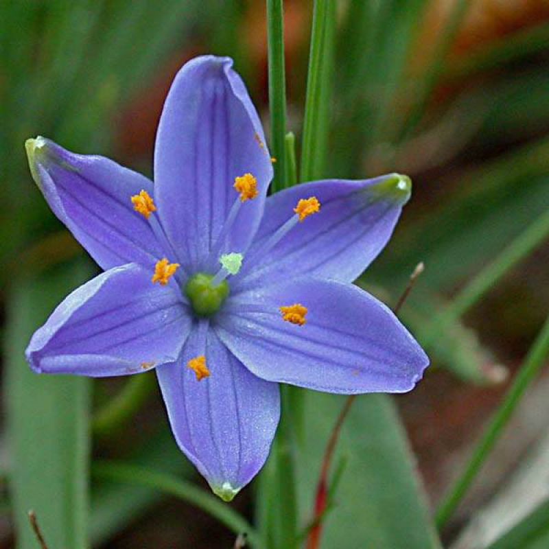 CHAMAESCILLA corymbosa | Blue Star Flower