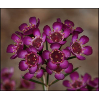 CHAMELAUCIUM uncinatum Purple | Geraldton Wax