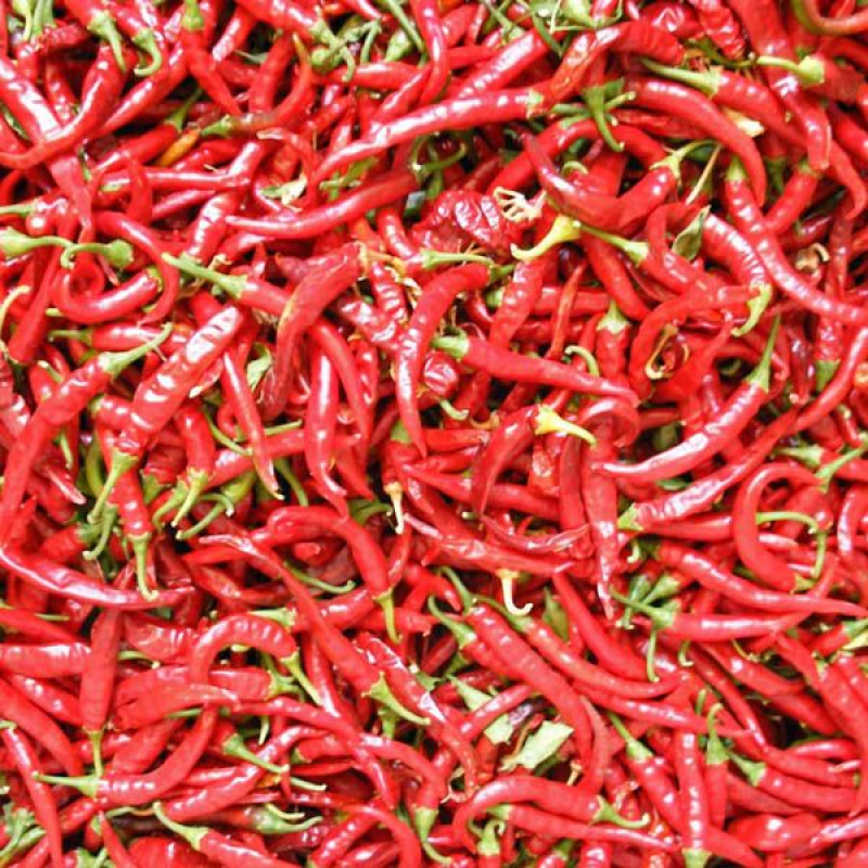 CHILLI Ring of the Fire | 