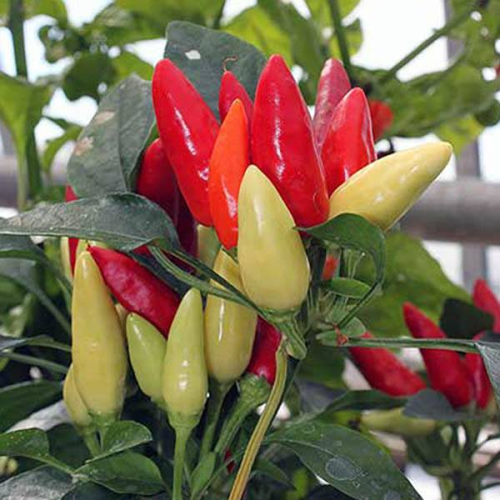 CHILLI Red Missile F1