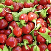 CHILLI Red Hot Cherry