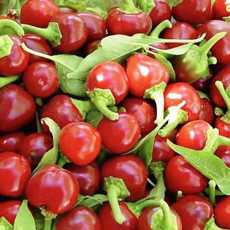 CHILLI Red Hot Cherry | 