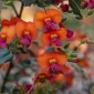 CHORIZEMA retrorsum - Large Flowered Flame Pea