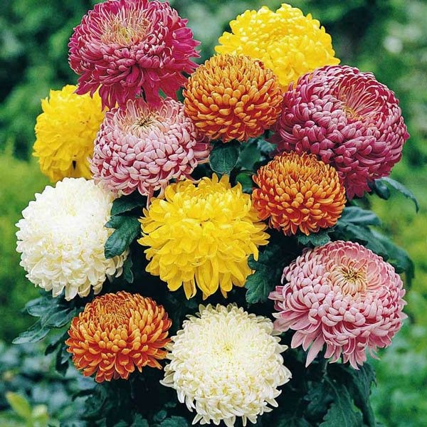 CHRYSANTHEMUM Early Double mix