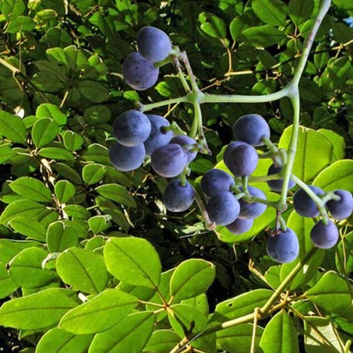 CISSUS hypoglauca - Native Grape