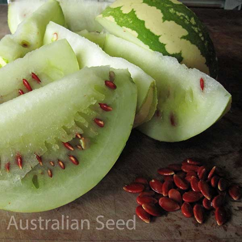 MELON Preserving Red Seeded | 