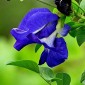 CLITORIA Butterfly Pea