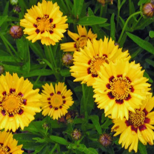 COREOPSIS Baby Gold