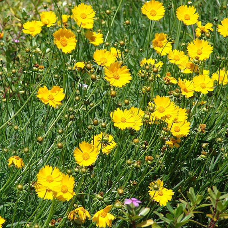 COREOPSIS lanceolata - Baby Gold | *Image by Forest and Kim Starr Creative Commons Attribution 3.0 US (Resized)