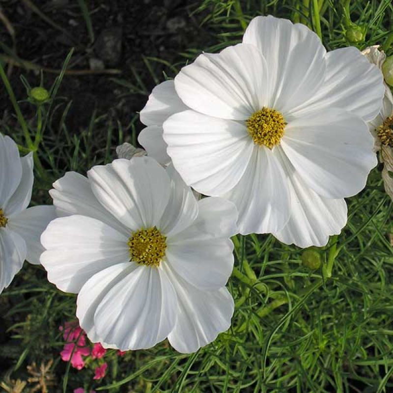 COSMOS bipinnatus - Sensation Purity White | Image by Cliff Hutson 2.0 Generic (CC BY 2.0)