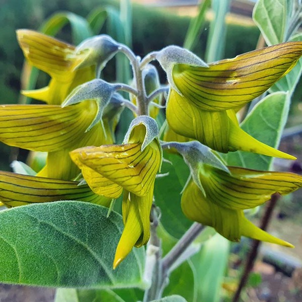 CROTALARIA cunninghamii - Green Bird Flower