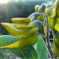 CROTALARIA cunninghamii - Green Bird Flower | Copyright Australian Seed