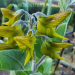 Regal Birdflower Crotalaria cunninghamii 20 Seeds