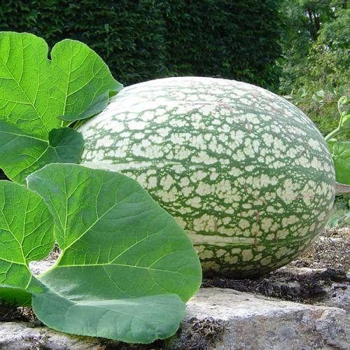 SQUASH Chilacayote - Fig Leaf Gourd