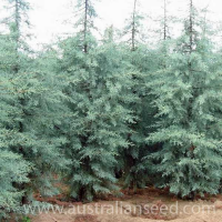 CUPRESSUS Arizonica var Glabra | Arizona Blue Cypress