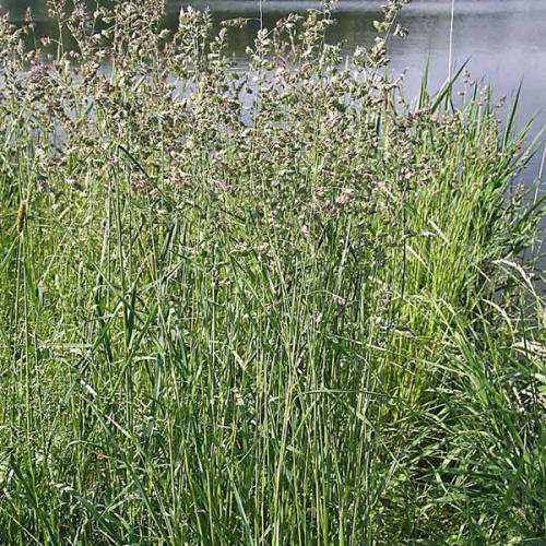DACTYLIS Cat Grass