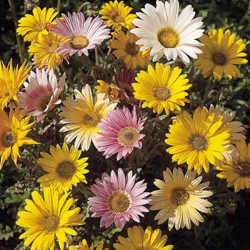 AFRICAN Daisy Harlequin Mix