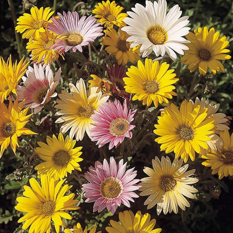 AFRICAN Daisy Harlequin Mix | 
