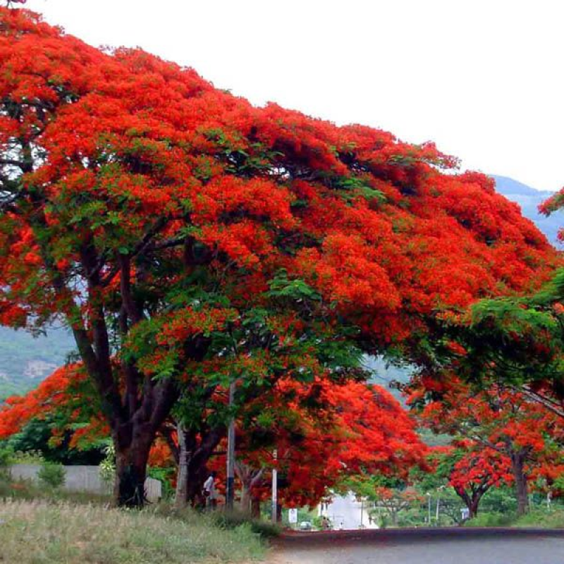 DELONIX regia | Flame of The Forest