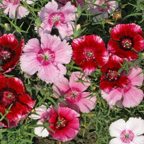 DIANTHUS chinensis - Baby Doll