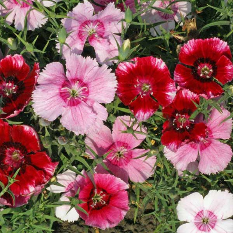 DIANTHUS chinensis - Baby Doll | 