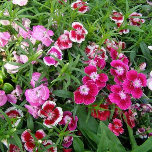 DIANTHUS Gaiety Double Mix