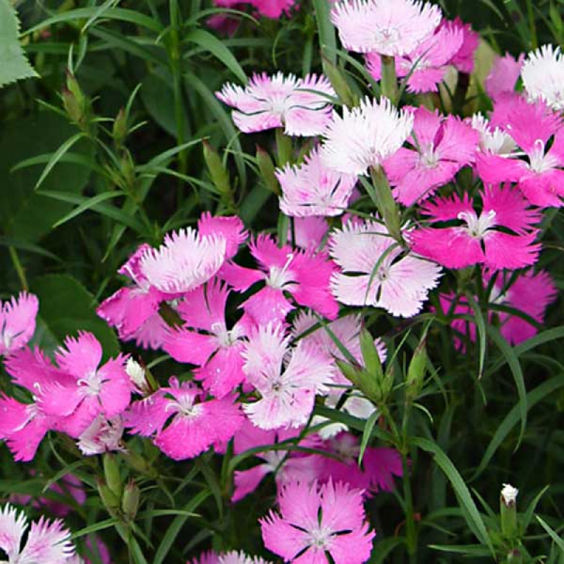 Dianthus Maiden Pinks | *Image by T.Kiya Creative Commons Attribution-Share Alike 2.0 (resized)