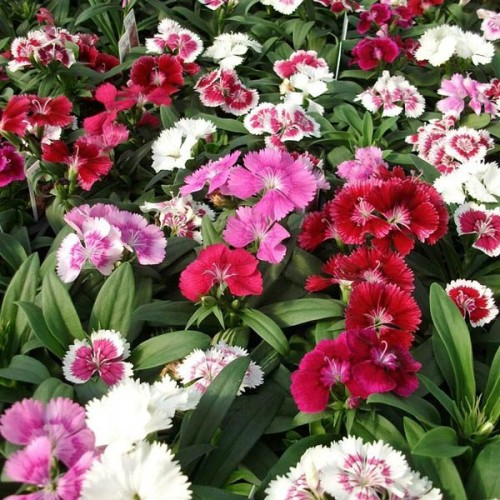 DIANTHUS Spring Beauty