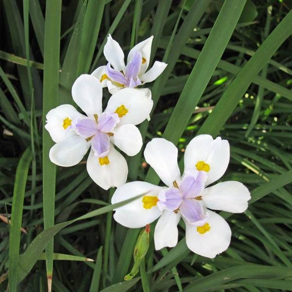 DIETES iridioides Cape Iris