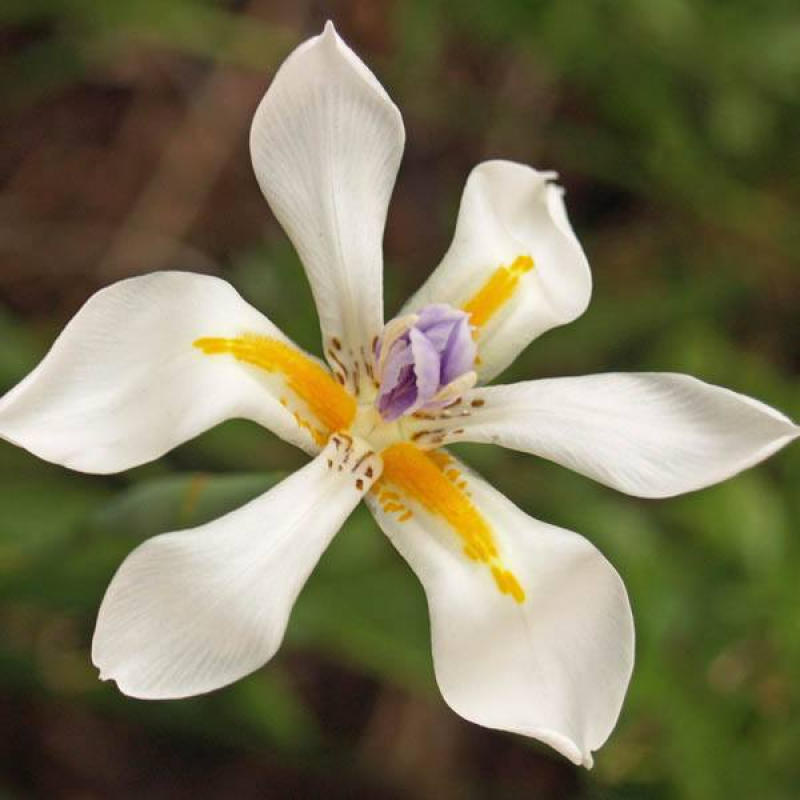 DIPLARRENA moraea | White Flag Iris